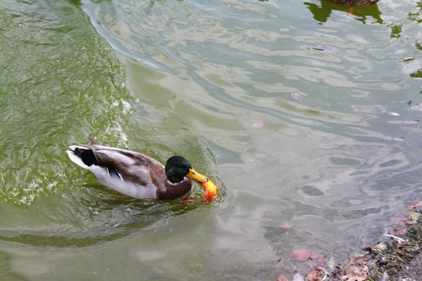 Uma Paisagem Pato Reais Comendo Peixe Uma Lagoa Lago — Fotografia de Stock