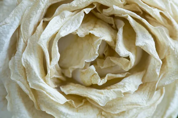 Egy Közeli Felvétel Szárított Rózsáról — Stock Fotó