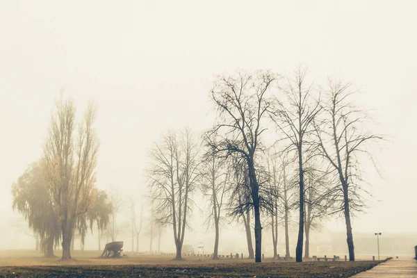 霧の日に公園の美しいショット — ストック写真