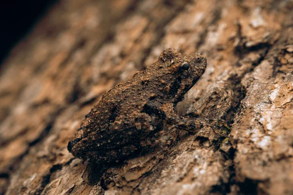 Zbliżenie Żaby Kameleona Drzewie — Zdjęcie stockowe