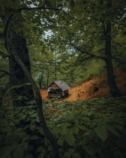 Plan Angle Élevé Une Petite Maison Cachée Milieu Une Forêt — Photo