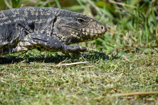 Tegu Argentin Noir Blanc Salvator Merianae Dans Champ Ensoleillé — Photo