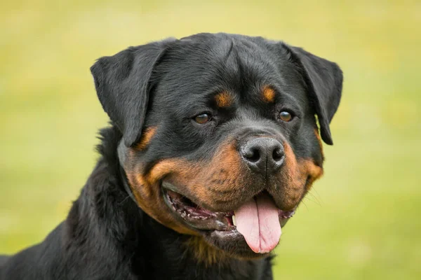 Primer Plano Adorable Rottweiler Con Lengua Sobre Fondo Borroso —  Fotos de Stock