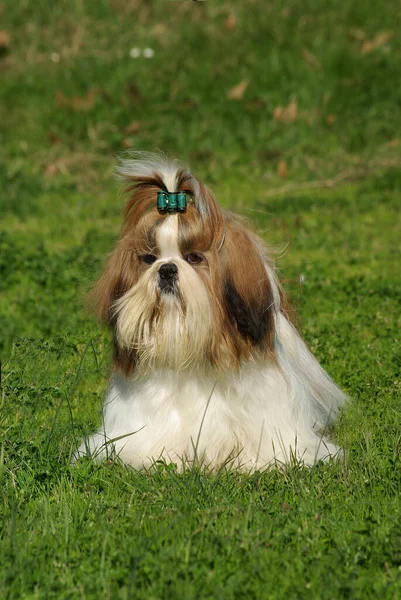 Disparo Vertical Lindo Perro Shih Tzu Acostado Hierba —  Fotos de Stock