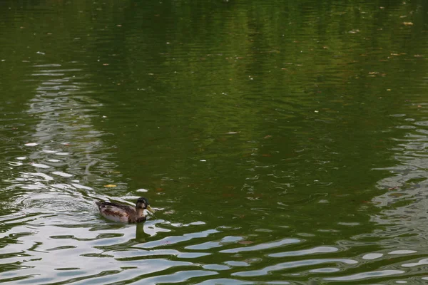 Scenery Mallard Duck Pond Lake — Stock Photo, Image