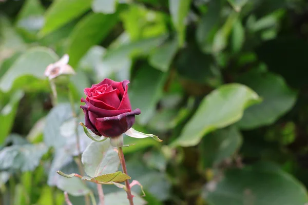 Прекрасна Червона Троянда Зеленим Розмитим Фоном — стокове фото
