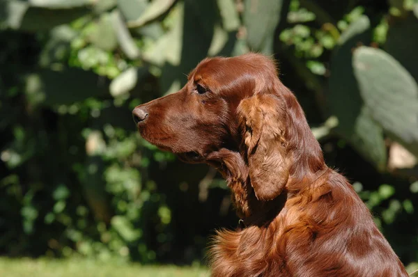 昼間に屋外でアイルランドの赤いセッター犬の美しいショット — ストック写真