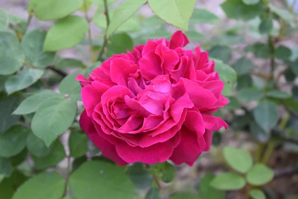 花园里一枝美丽的粉红色玫瑰的特写 — 图库照片