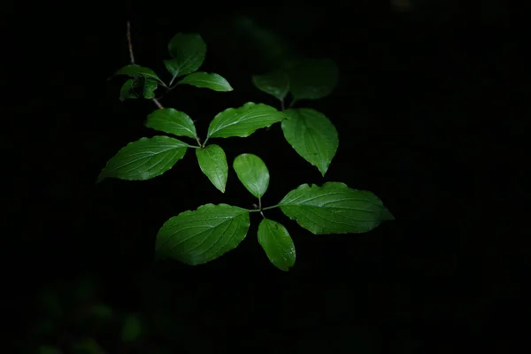 Tiro Seletivo Foco Das Folhas Verdes Planta Fundo Escuro — Fotografia de Stock