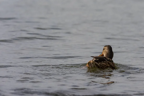 湖で泳ぐ雌のアヒルの浅い焦点 — ストック写真
