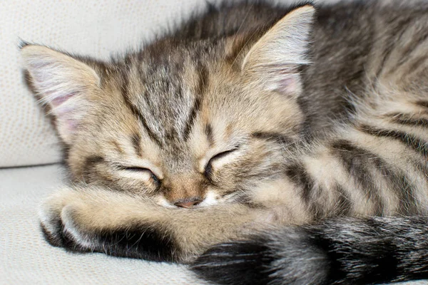 줄무늬 고양이가 침대에서 클로즈업 — 스톡 사진