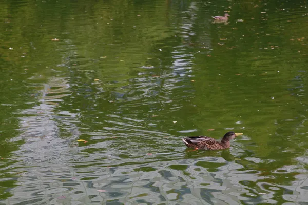 Eine Landschaft Einer Stockente Einem Teich Oder See — Stockfoto