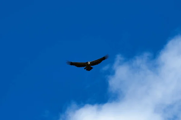 Een Lage Hoek Opname Van Een Steppe Eagle Vliegend Onder — Stockfoto
