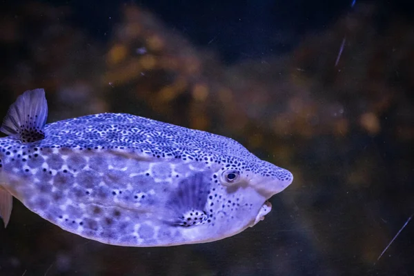 Ein Tropischer Fisch Schwimmt Einem Aquarium — Stockfoto