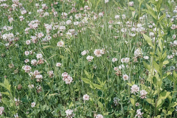Een Close Shot Van Witte Klaver Bloemen Vers Groen Gras — Stockfoto