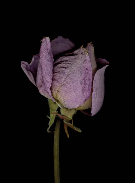 Gros Plan Une Rose Douce Sèche Sur Fond Noir — Photo