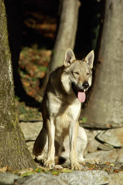 Colpo Verticale Simpatico Cane Lupo Cecoslovacco — Foto Stock