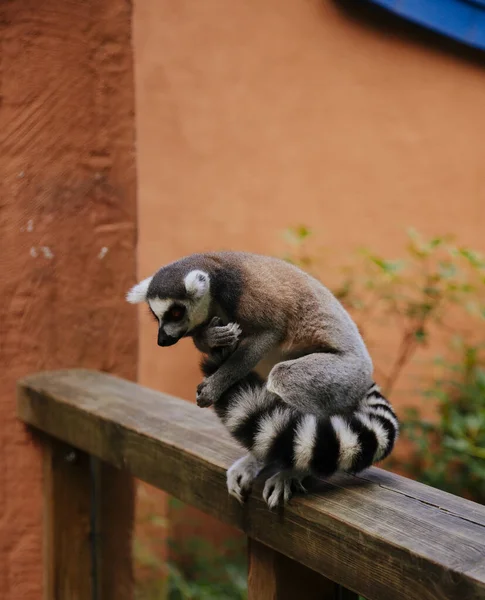 Söt Ringsvansad Lemur Som Håller Sin Svans Sittande Trä Skogen — Stockfoto