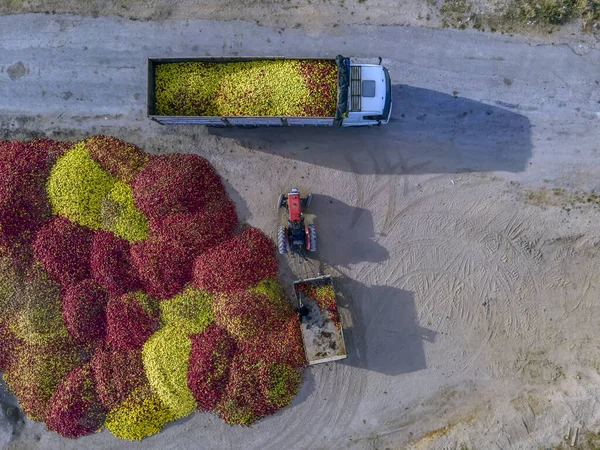 Bovenaanzicht Van Kleurrijke Vruchten Worden Getransporteerd Naar Industriële Productiefaciliteit Voor — Stockfoto