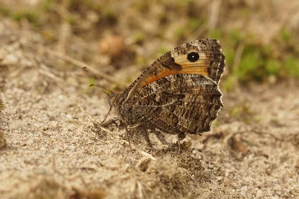 Close Borboleta Grayling Semele Hipparchia Sentado Bem Camuflado Com Asas — Fotografia de Stock