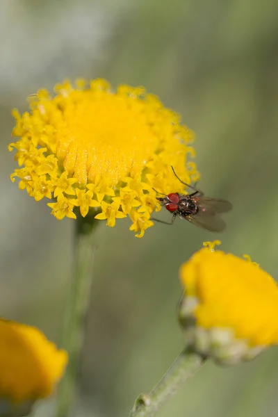 Primo Piano Una Mosca Brachycera Seduta Ombelico Minuscoli Fiori Gialli — Foto Stock