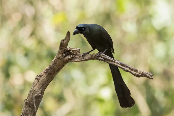 Poleiro Virado Para Esquerda Racket Tailed Treepie Crypsirina Temia Tailândia — Fotografia de Stock