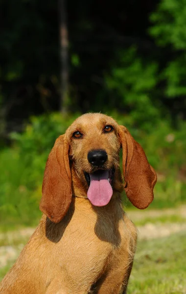 Segugio Italiano Dog Italian Hound Dog Long Head Ears — Stock Photo, Image