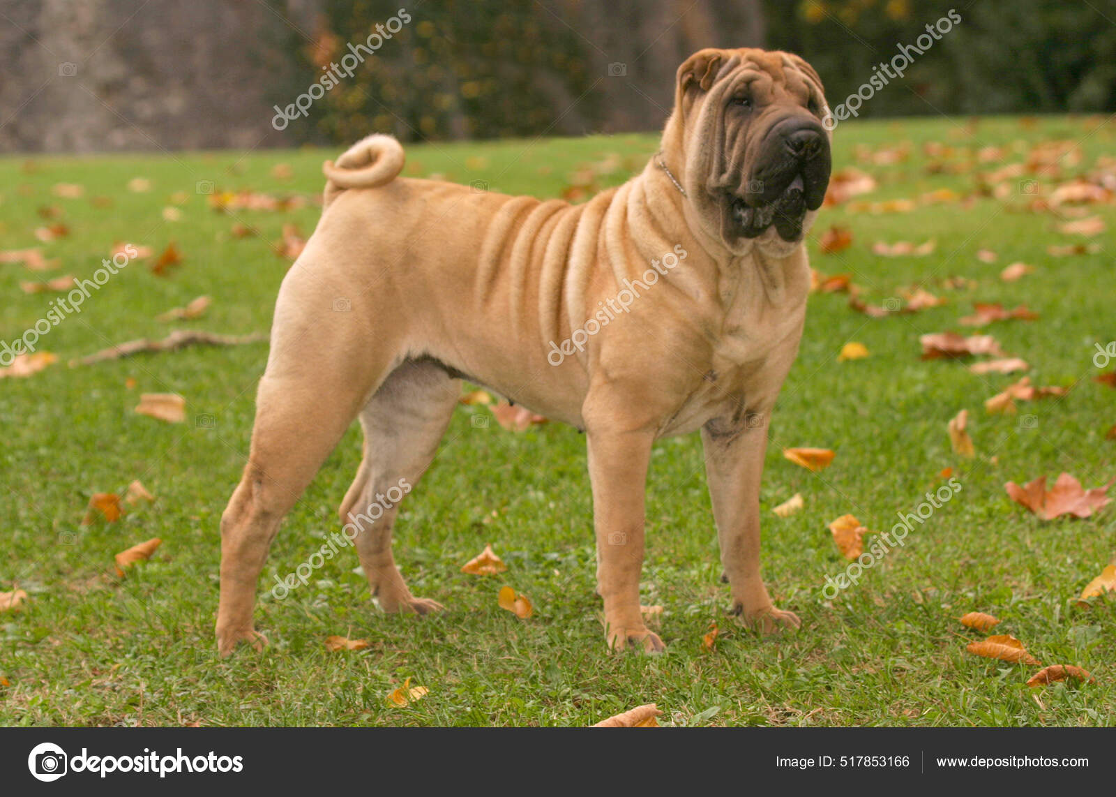Sebuah Gambar Yang Indah Dari Anjing Shar Pei Luar Ruangan — Foto