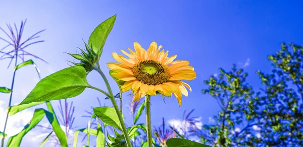 夏日艳丽的阳光下绽放的花朵 — 图库照片