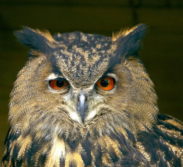 Closeup Birds Face — Stock Photo, Image