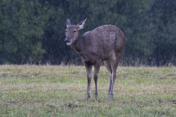 Tugga Något Regnet Sambar Deer Rusa Unicolor Khao Yai National — Stockfoto