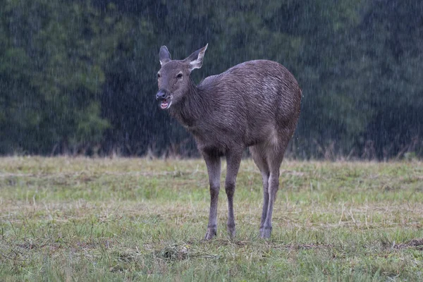 Mâcher Quelque Chose Sous Pluie Sambar Deer Rusa Unicolor Khao — Photo