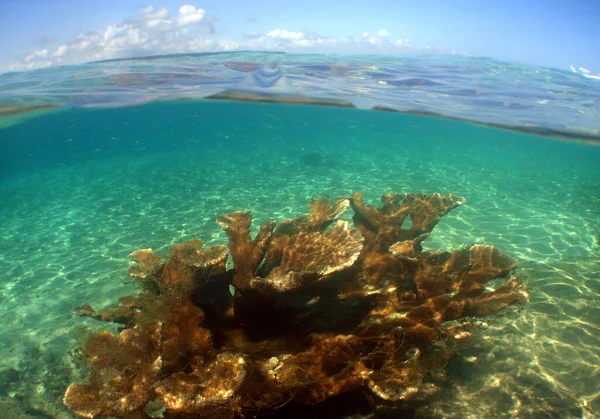 Los Arrecifes Bajo Mar Vida Submarina —  Fotos de Stock