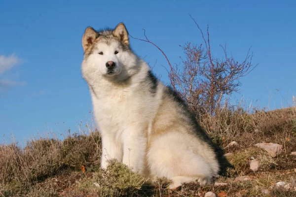 Ένας Σκύλος Malamute Της Αλάσκας Στα Βουνά — Φωτογραφία Αρχείου