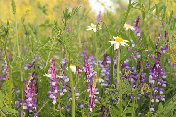 Champ Avec Belles Fleurs Sauvages — Photo