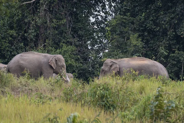 Два Самца Тестируют Сильнее Свирепее Индийский Слон Elephas Maximus Indicus — стоковое фото