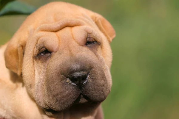 Ritratto Simpatico Shar Pei Dog All Aperto — Foto Stock