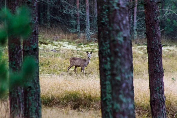 Hjort Skogen Dagen — Stockfoto