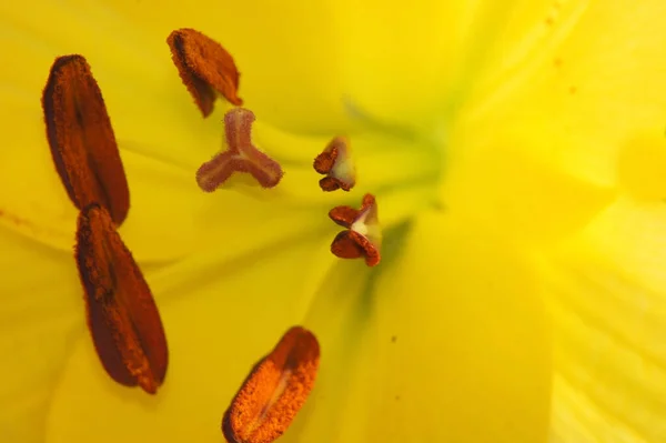 Una Macro Toma Una Lily Amarilla — Foto de Stock