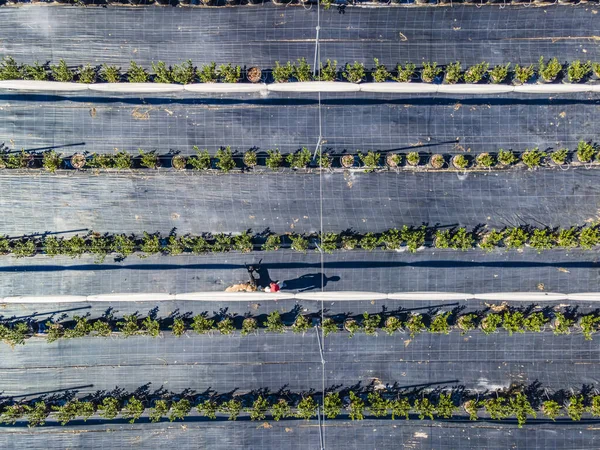 Eine Aufnahme Von Oben Von Baumreihen Einem Riesigen Feld Während — Stockfoto
