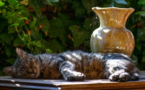 Gato Dormindo Uma Mesa Com Vaso Livre — Fotografia de Stock