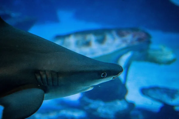 Gri Resif Köpekbalığı Carcharhinus Amblyrhynchos Altında Yüzer — Stok fotoğraf