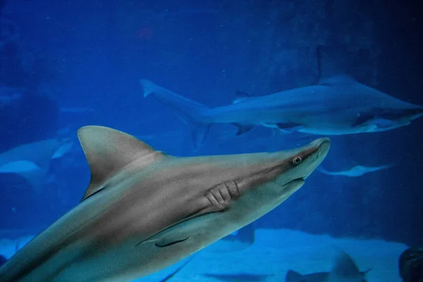 Gri Resif Köpekbalığı Carcharhinus Amblyrhynchos Altında Yüzer — Stok fotoğraf
