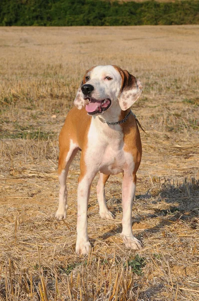 Tiro Vertical Segugio Maremmano Cão Caça Italiano — Fotografia de Stock