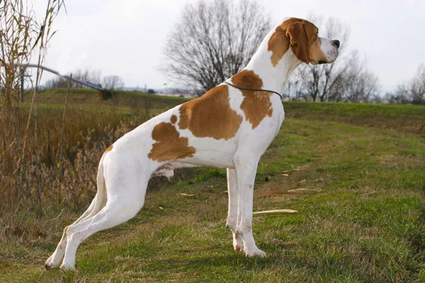 Κοντινό Πλάνο Ενός Γερμανού Σκύλου Κοντό Αέρα Έξω — Φωτογραφία Αρχείου