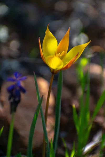 Szczelnie Ujęcie Wild Tulip Tulipa Sylvestris Kwiat — Zdjęcie stockowe