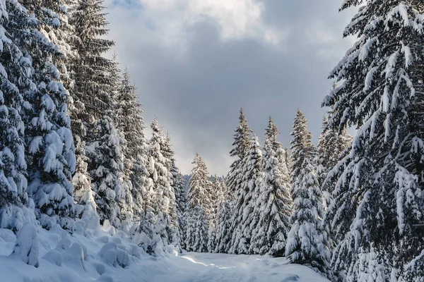 Ett Vinterlandskap Med Tallskog Uppe Fjällen Med Ett Mycket Stort — Stockfoto