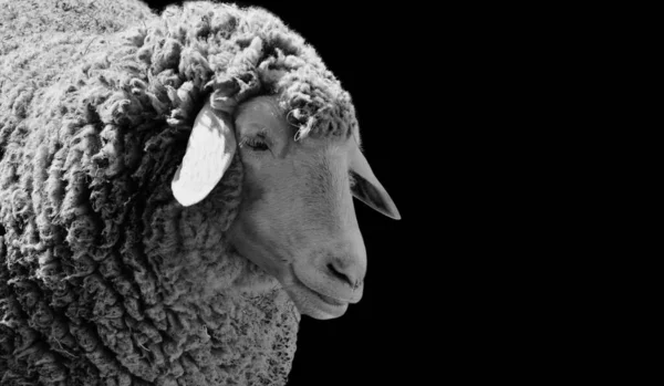 Siyah Arka Planda Şirin Beyaz Bir Koyunun Gri Pulu — Stok fotoğraf