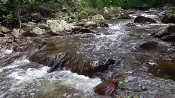 森の中の美しい滝 — ストック動画