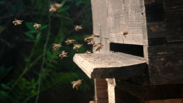 Κοντινό Πλάνο Ιπτάμενων Μελισσών Ξύλινη Κυψέλη Και Μέλισσες — Αρχείο Βίντεο